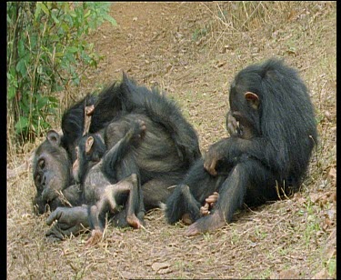 Adult Eastern Chimpanzee with twin babies and sub adult sitting on grass. Babies playing around. Adult lies back, completely relaxed, with babies climbing all over her. The sub adult grooms the adult...