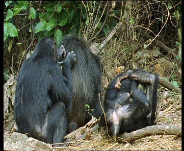 Eastern Chimpanzees sitting amongst leaf litter. Baby playing with sub adult and rolling around on forest floor. Mutual grooming.