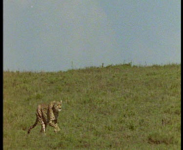 Cheetah running from left to right showing power and speed of this creature