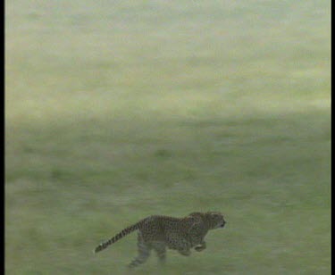 Cheetah giving chase and racing after Thomson's Gazelle. Catches it