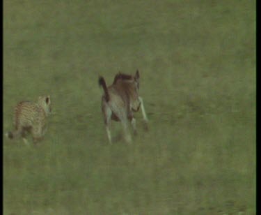 Cheetah giving chase and racing after young Wildebeest calf