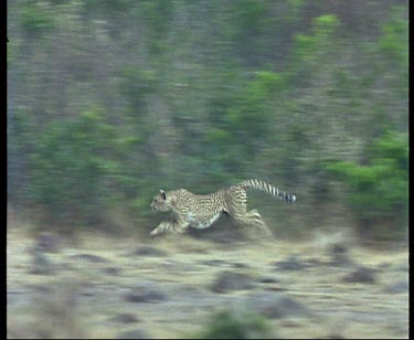 Cheetah moving at speed out of cover, chasing hard of impala