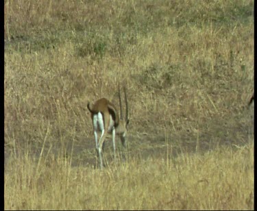 Thomson's Gazelles bounding through grass. Cheetah gives chase and brings down a young male