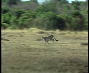 Cheetah pursuing and killing a Thomson's Gazelle