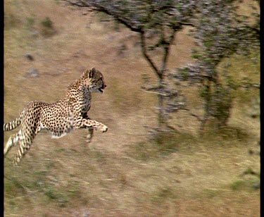 Cheetah bounding across the Savannah, through bush