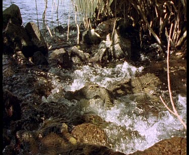 Nile crocodile lying with jaws agape in fast flowing water jaws snap shut