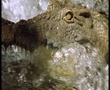 Nile crocodile catching and killing wildebeest calf