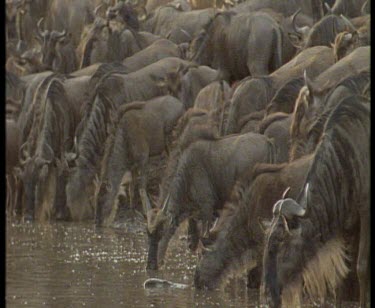 Wildebeest drinking at river, Nile crocodile grabbing wildebeest calf and dragging it in river