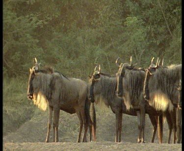 Wildebeest on bank, dappled sunlight on coats