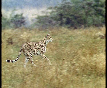 cheetah running through the savannah