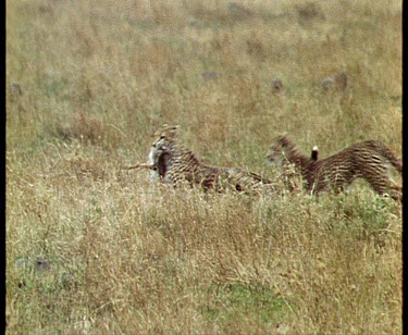 cheetah cub is holding a dead Thompson's gazelle fawn in its jaws other cheetah cubs attempting to steal the kill