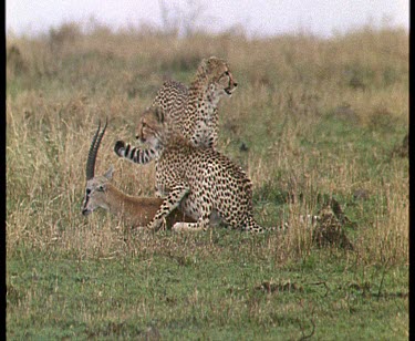cheetah running away from camera, cubs chase Thompson's gazelle fawn and knock it down and paw it