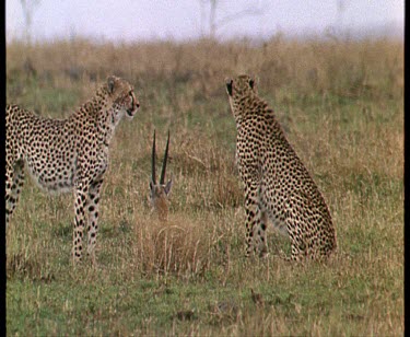cheetah running away from camera, cubs chase Thompson's gazelle fawn and knock it down and paw it, feeding time