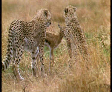 cheetah cubs stand beside Thompson's gazelle fawn, feeding time