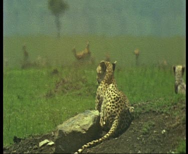 cheetah lying next to a rock in green lush savannah