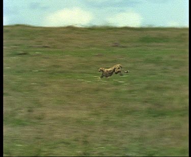 cheetah running on the hunt and chases prey, catches it.