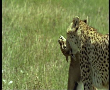 Cheetah moves right to left with cu on head and prey in mouth