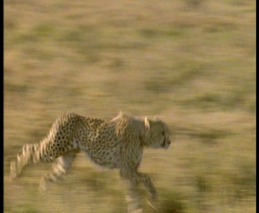 cheetah chasing and stalking Thompson's gazelle