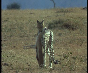 Cheetah walks to camera with baby gazelle in mouth