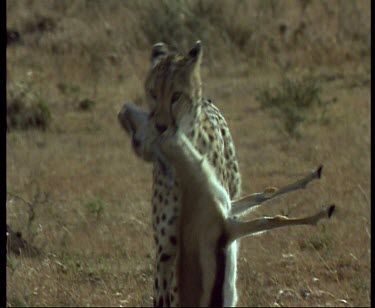 Cheetah walks to camera with baby gazelle in mouth