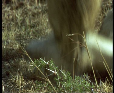 Close up of cheetah with baby gazelle