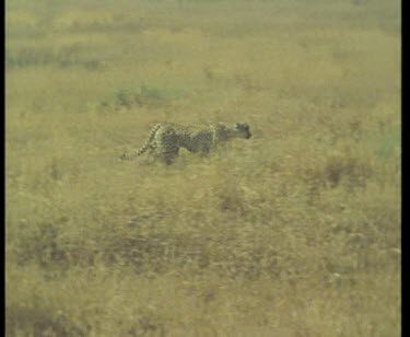 Cheetah in pursuit, bounding across the savannah after gazelle. It eventually captures the fawn.