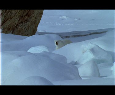 Large male polar bear walking amongst snow covered boulders