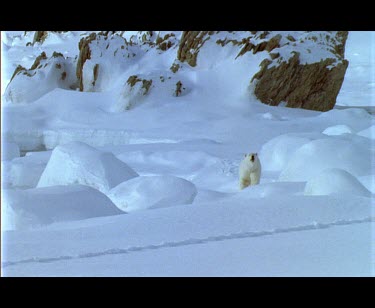 Large male polar bear walking amongst snow covered boulders