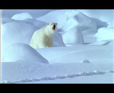 Large male polar bear walking amongst snow covered boulders