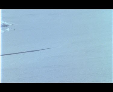 Large male polar bear walking in snow