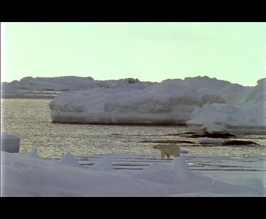 Large male polar bear walking over ice at edge of fjord, enters water