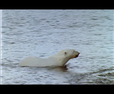 Large male polar bear emerging from water onto shingle, shakes wet fur, disappears behind ice.