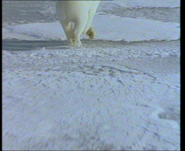 Polar Bear running across pack ice