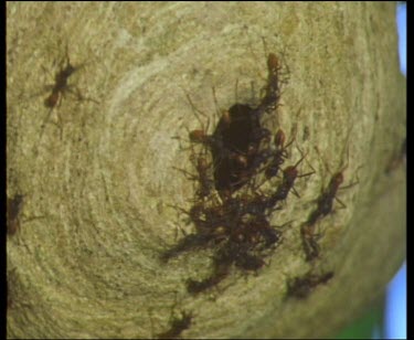 Driver Ants on bivouac nest.