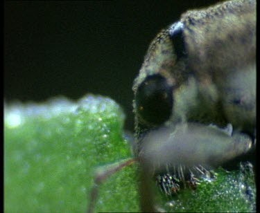 Head and eye of weevil as it munches on bean leaf. Portrait mandible mouthparts.