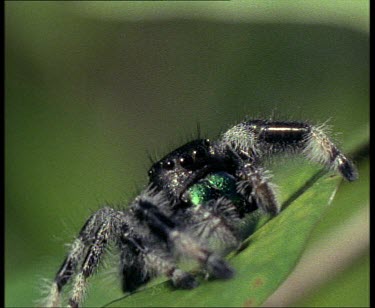 Portrait Mexican Jumping Spider, facing camera jumps.