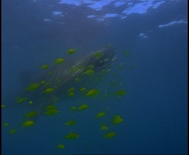 Whale Shark swimming in front of camera many Yellow Striped Pilot Fish present.
