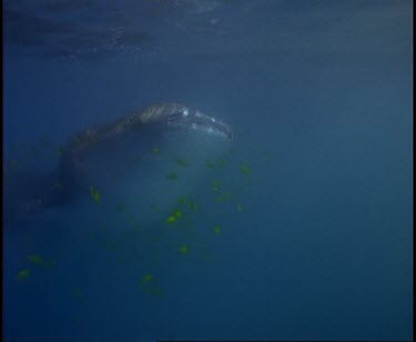 Whale Shark at surface opening closing mouth gulping in water.