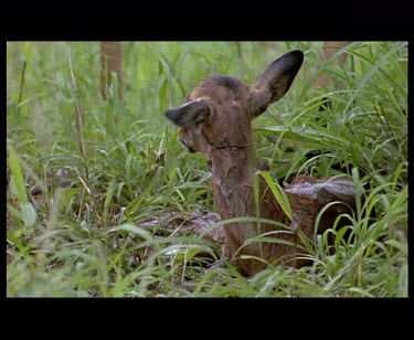 Newborn Impala fawn trying to stand up in grass. Falls over.