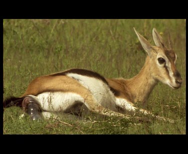 Thomson's Gazelle giving birth to fawn lying down throughout.