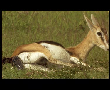 Thomson's Gazelle giving birth to fawn lying down throughout.
