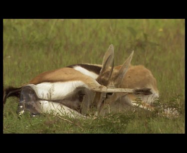 Thomson's Gazelle giving birth to fawn lying down throughout. Eating afterbirth.