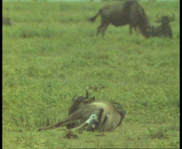 Wildebeest giving birth on the Savannah amongst a herd lying down.