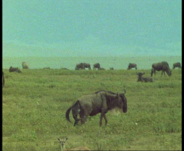Wildebeest giving birth on the Savannah amongst a herd standing and lying down.