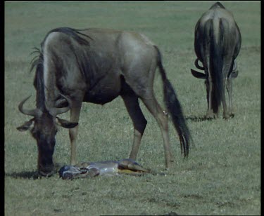 Wildebeest licking newborn calf, others with calves close by. Eating afterbirth.