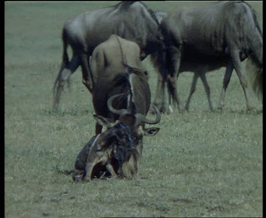 Wildebeest licking newborn calf, calf trying to stand up