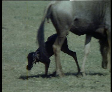 Wildebeest calf trying to stand on wobbly legs beside female. Falls down. Calf trying to suckle.