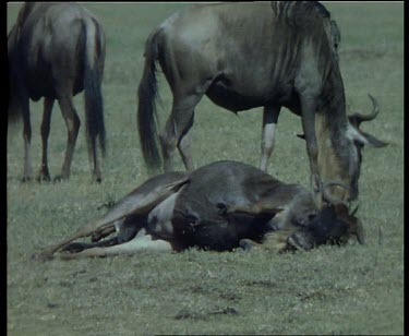 Wildebeest lying on ground, giving birth