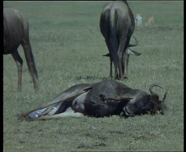 Wildebeest lying on ground, giving birth
