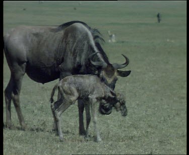 Newborn Wildebeest calf walking and running beside female.